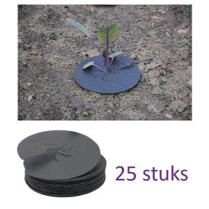 Koolkragen | 25 stuks | Tegen koolvliegen