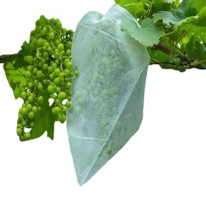 Fruithoezen │ 50 stuks